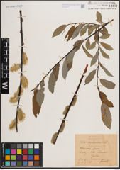 Foto von Salix daphnoides Vill.